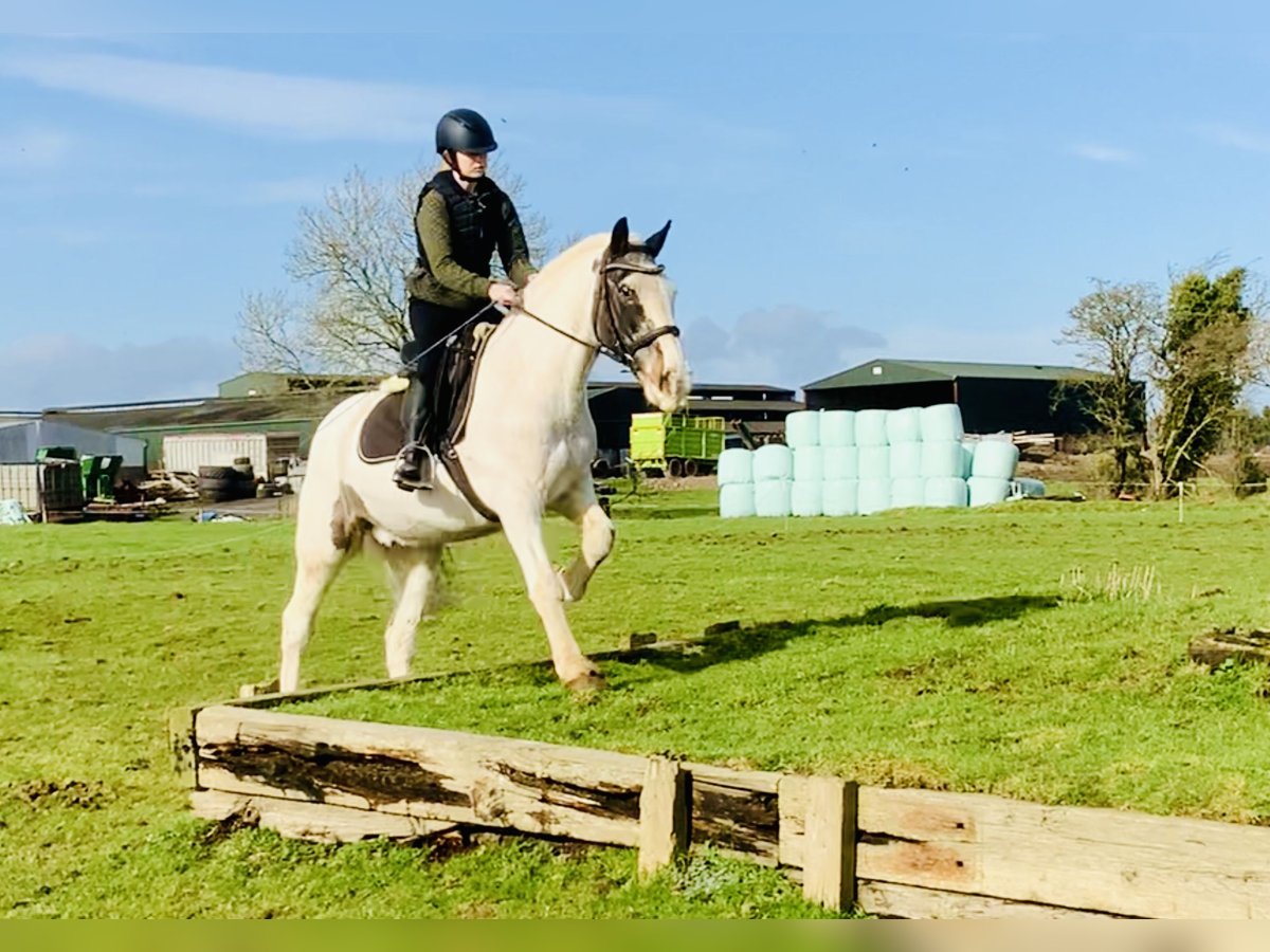 Cob Gelding 8 years 14,1 hh Pinto in Mountrath