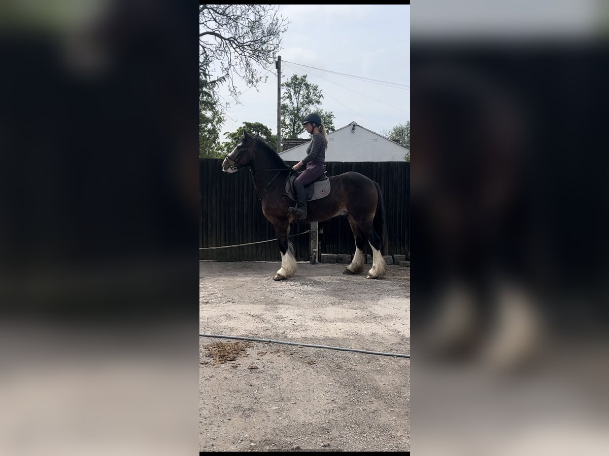 Cob Gelding 8 years 16 hh Bay in Manchester