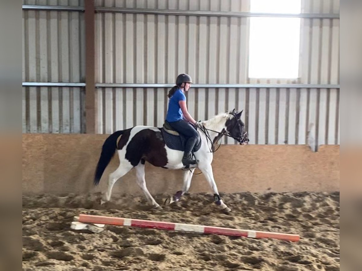 Cob Giumenta 12 Anni 150 cm Pezzato in Sligo