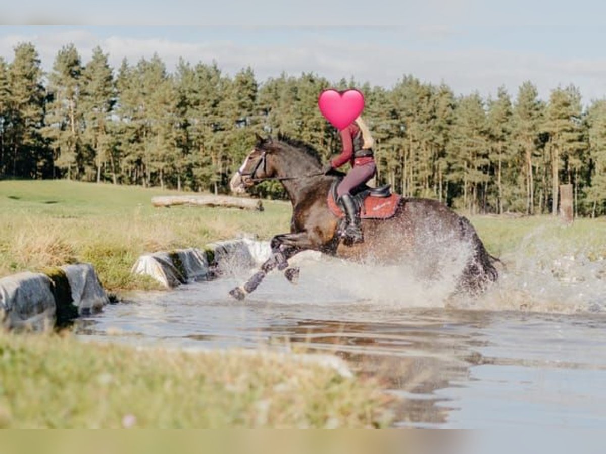 Cob Giumenta 13 Anni 152 cm Baio in Winsen