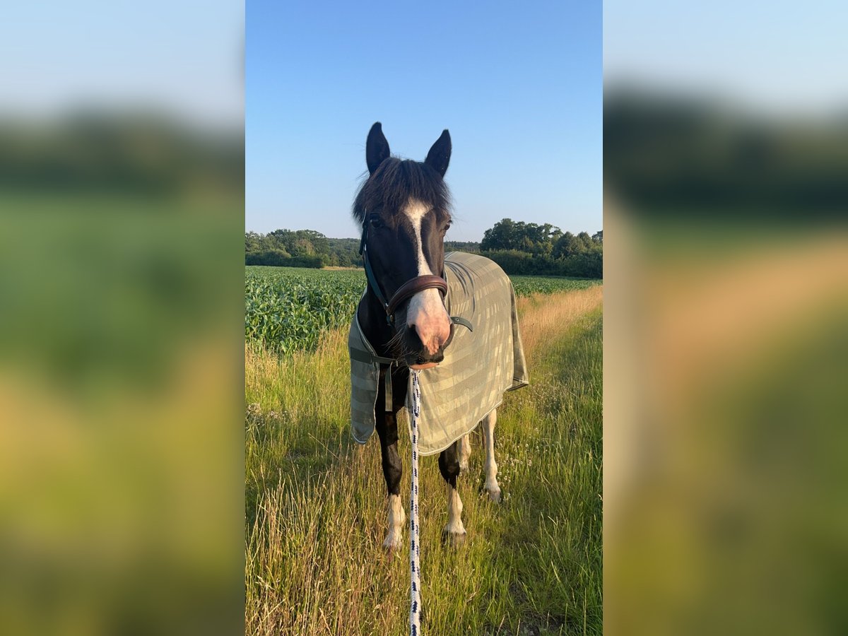 Cob Mix Giumenta 13 Anni 152 cm Pezzato in Bramsche