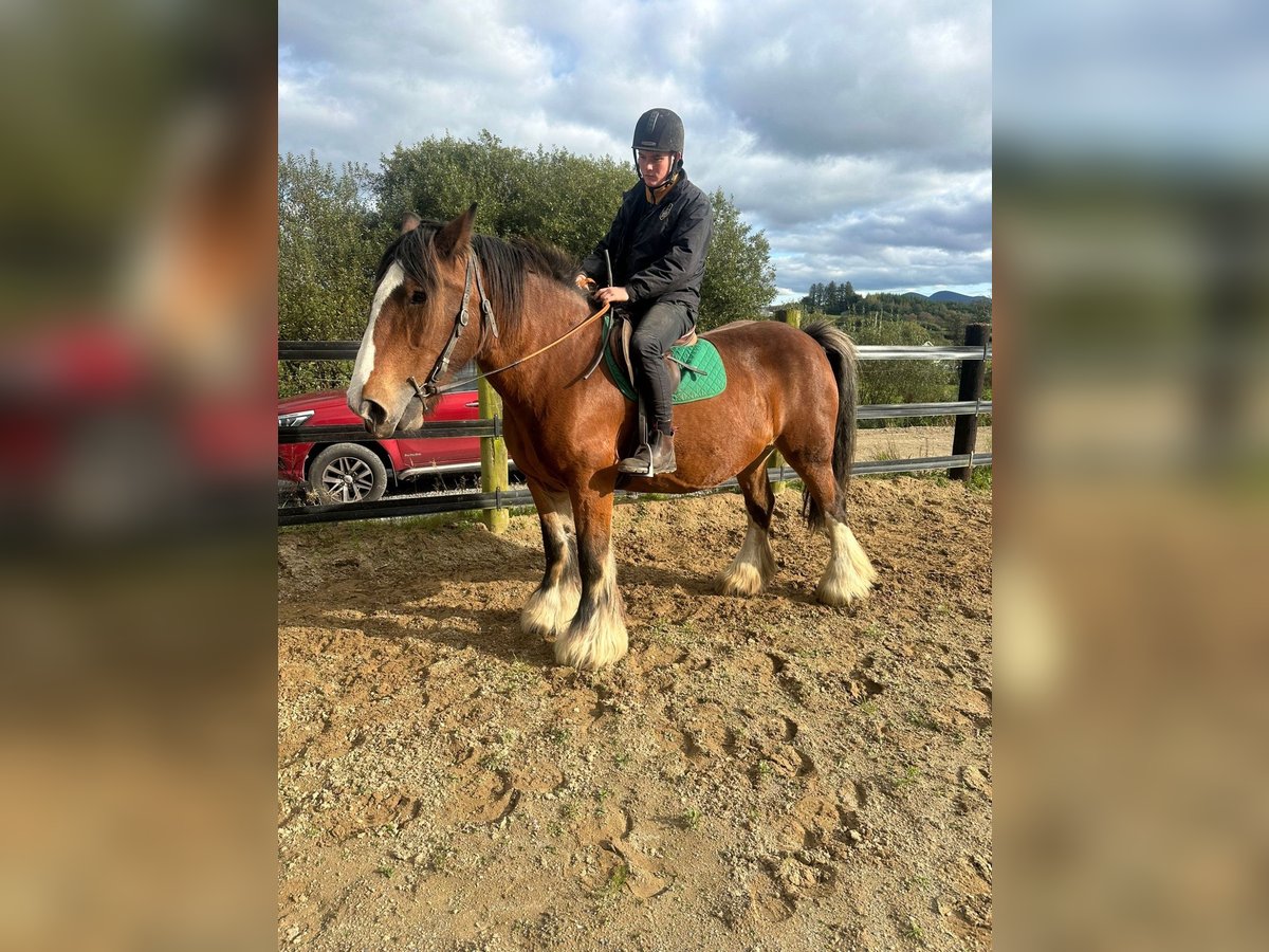 Cob Giumenta 14 Anni 157 cm Baio ciliegia in Killarney