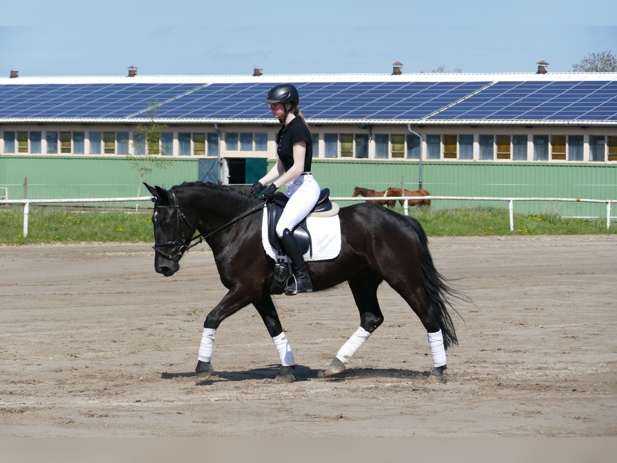 Cob Giumenta 5 Anni 152 cm Morello in Ganschow