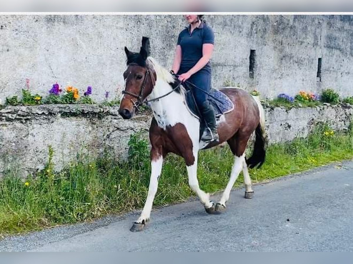 Cob Giumenta 5 Anni 155 cm Pezzato in Sligo