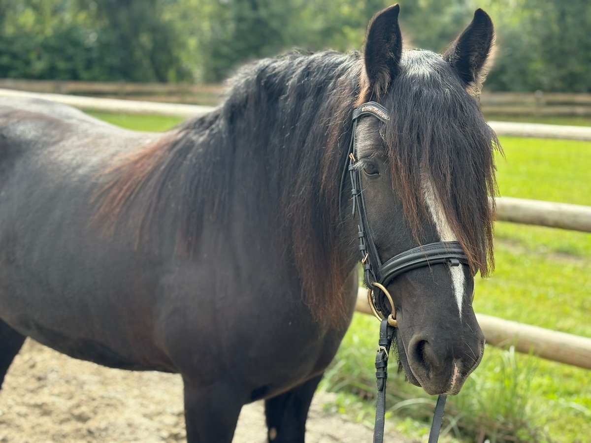 Cob Giumenta 6 Anni 142 cm Morello in Gummern