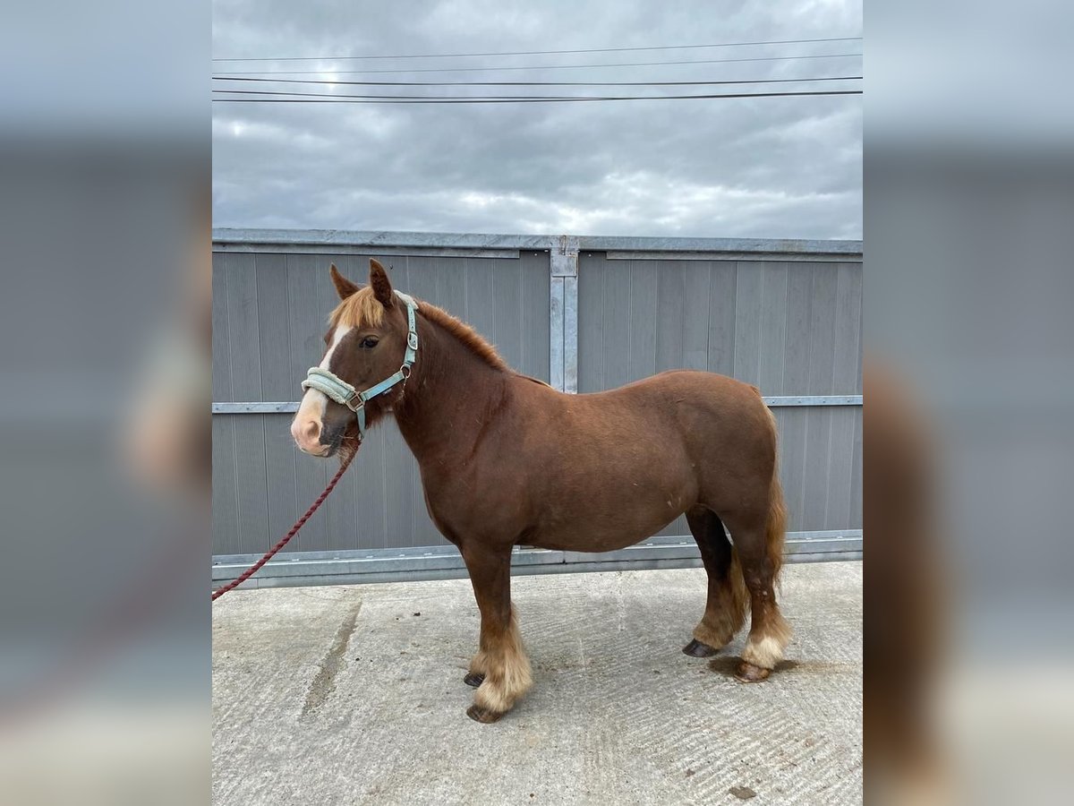 Cob Giumenta 7 Anni 125 cm Sauro scuro in Sligo