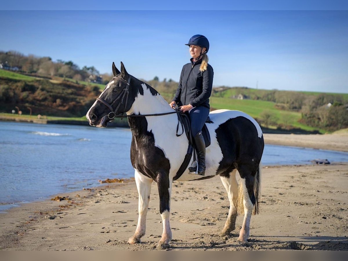 Cob Giumenta 7 Anni 160 cm Overo-tutti i colori in Cork city northside