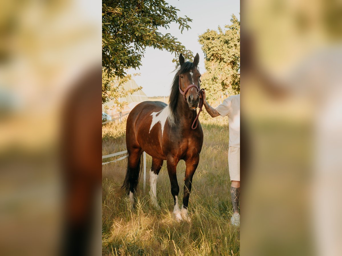 Cob Giumenta 9 Anni 146 cm Pezzato in Hemmingen