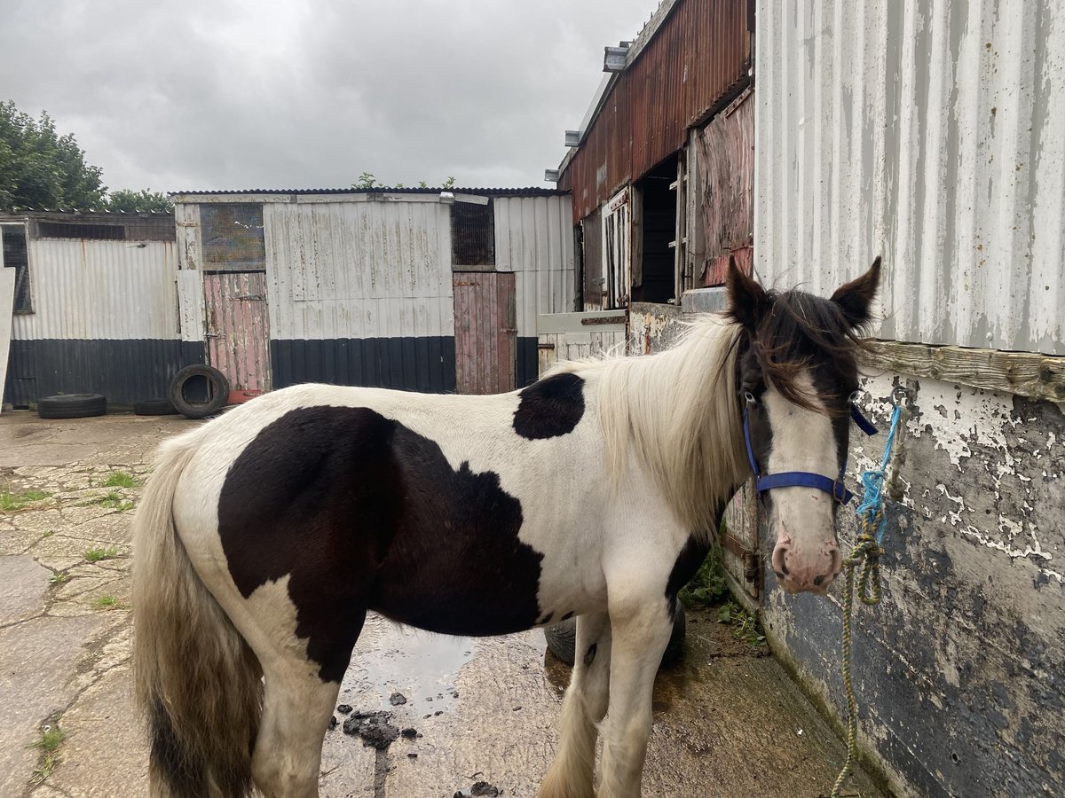 Cob Hengst 2 Jaar 152 cm Appaloosa in Malton