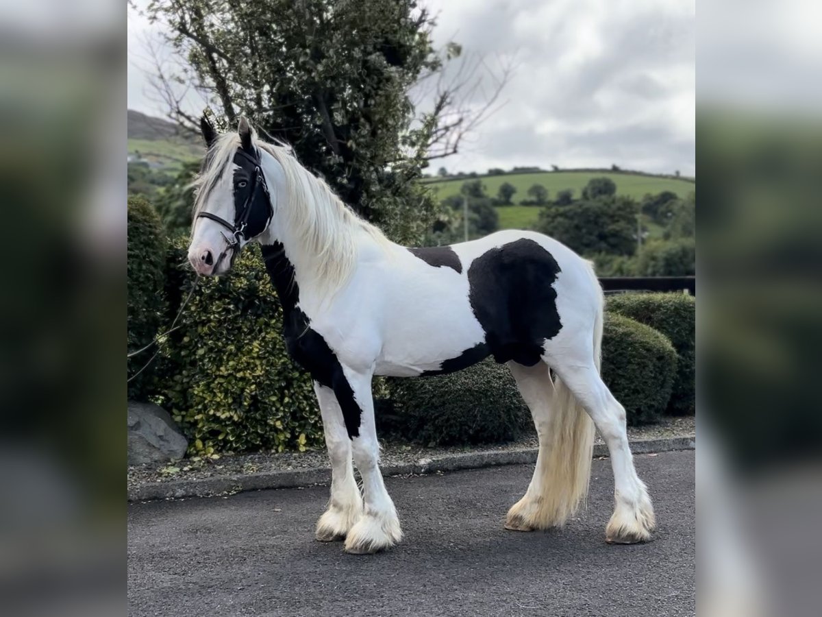 Cob Hengst 5 Jahre 170 cm Schecke in Newry