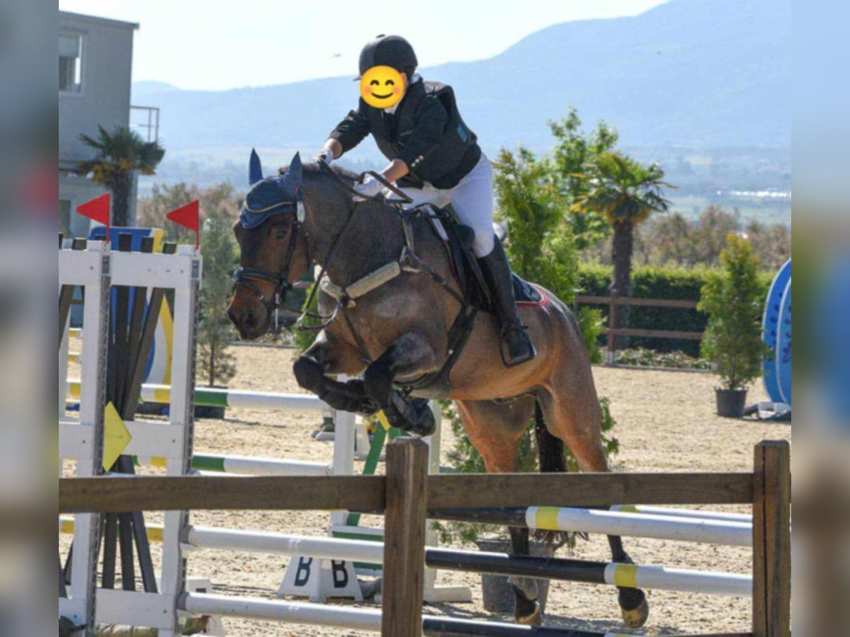 Cob Croisé Hongre 11 Ans Rouan Rouge in Corfu