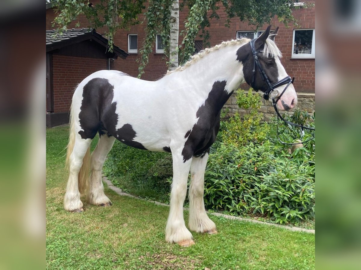 Cob Hongre 3 Ans 154 cm Pinto in Hopsten