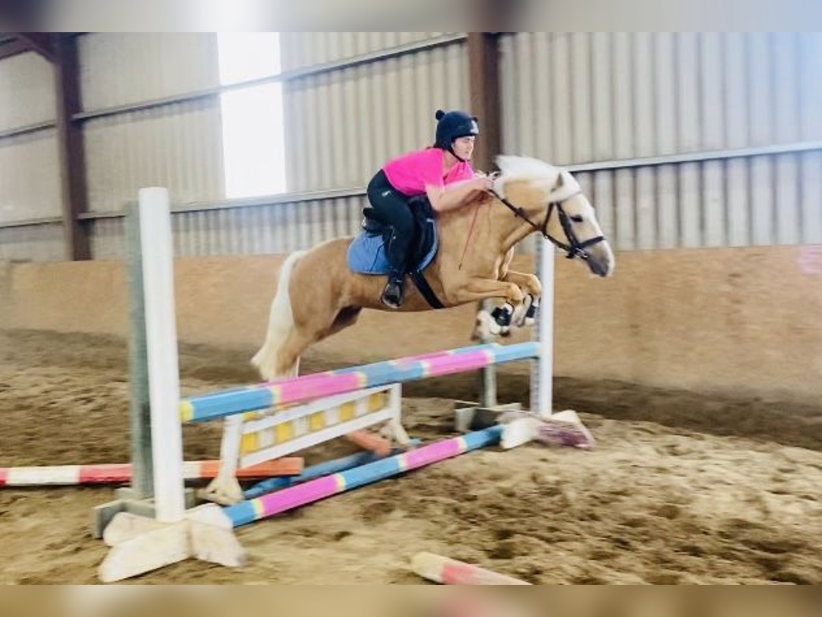Cob Hongre 4 Ans 133 cm Palomino in Sligo