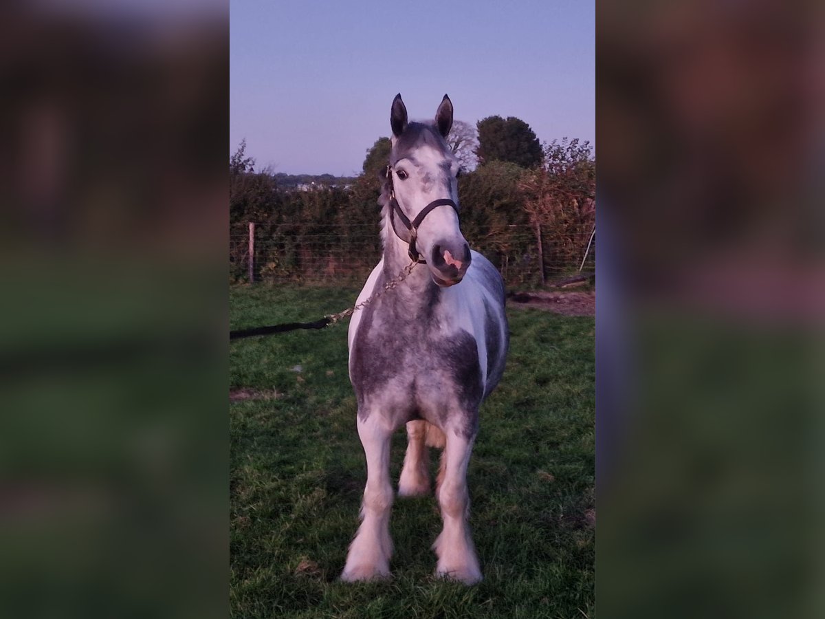 Cob Hongre 4 Ans 150 cm Rouan bleu in West Sussex