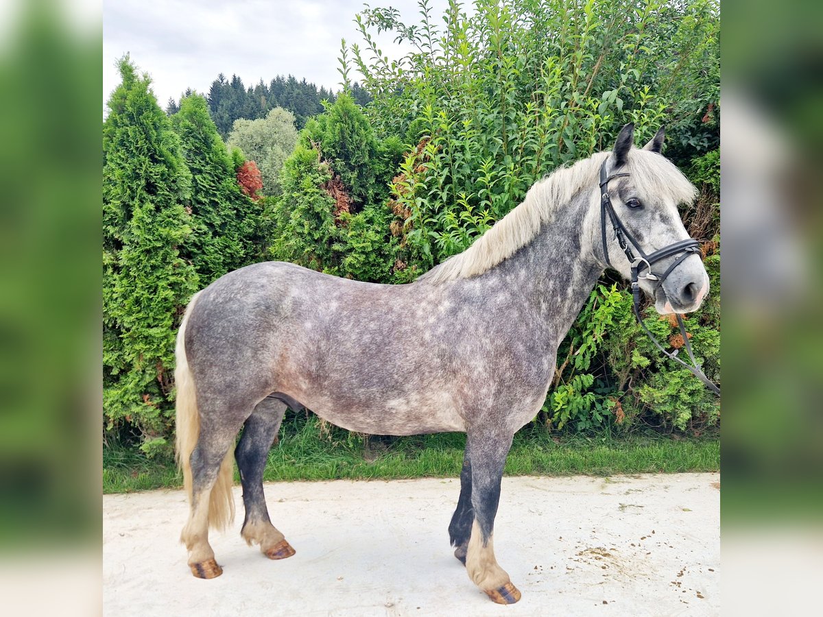 Cob Hongre 5 Ans 142 cm Rouan bleu in Gummern