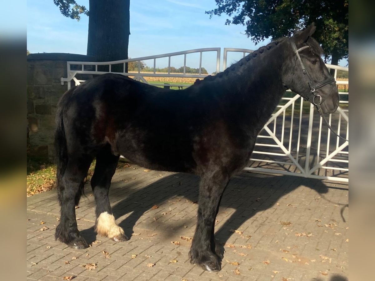 Cob Hongre 6 Ans 155 cm Noir in Hopsten