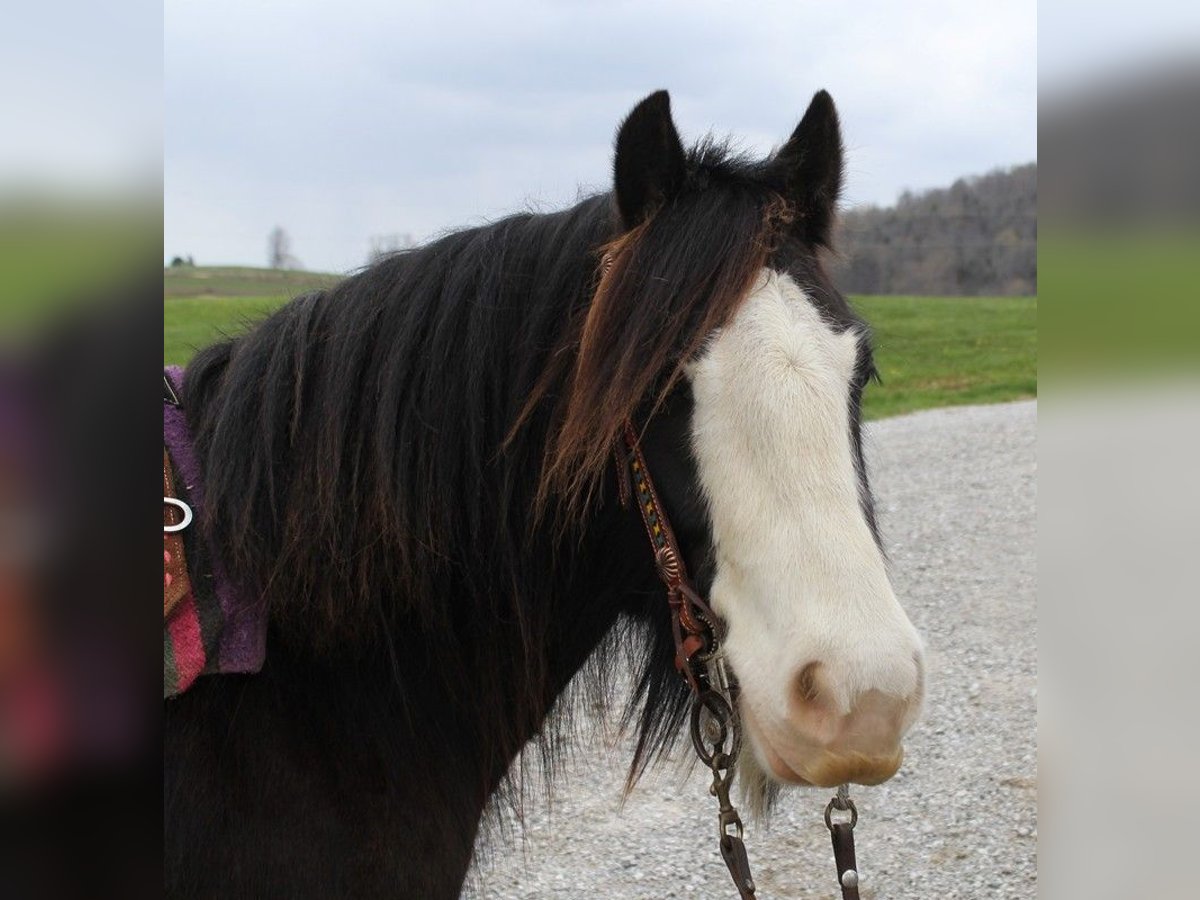 Cob Irlandese / Tinker / Gypsy Vanner Castrone 10 Anni 132 cm Sabino in Bristol