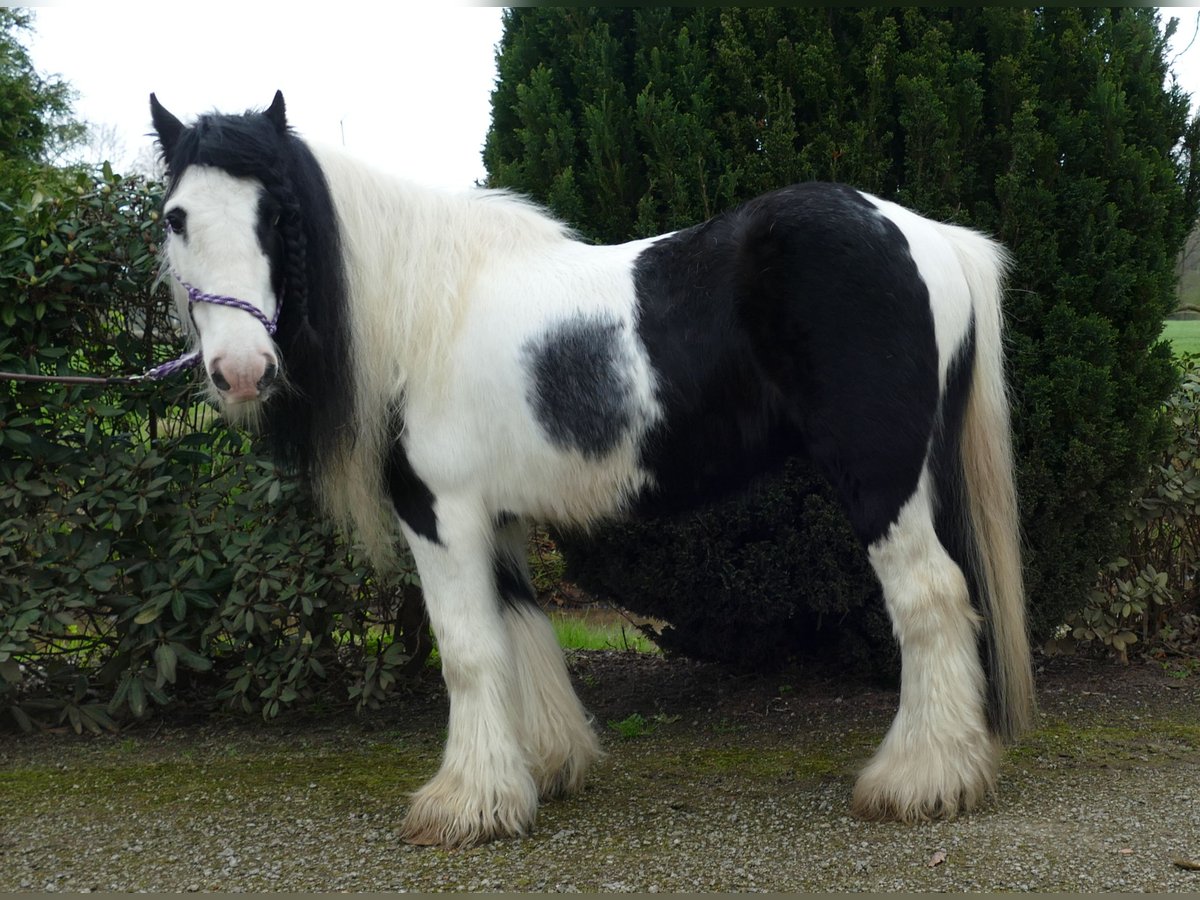 Cob Irlandese / Tinker / Gypsy Vanner Castrone 10 Anni 134 cm Pezzato in Lathen