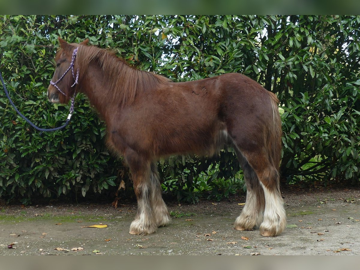 Cob Irlandese / Tinker / Gypsy Vanner Castrone 10 Anni 136 cm Sauro in Lathen