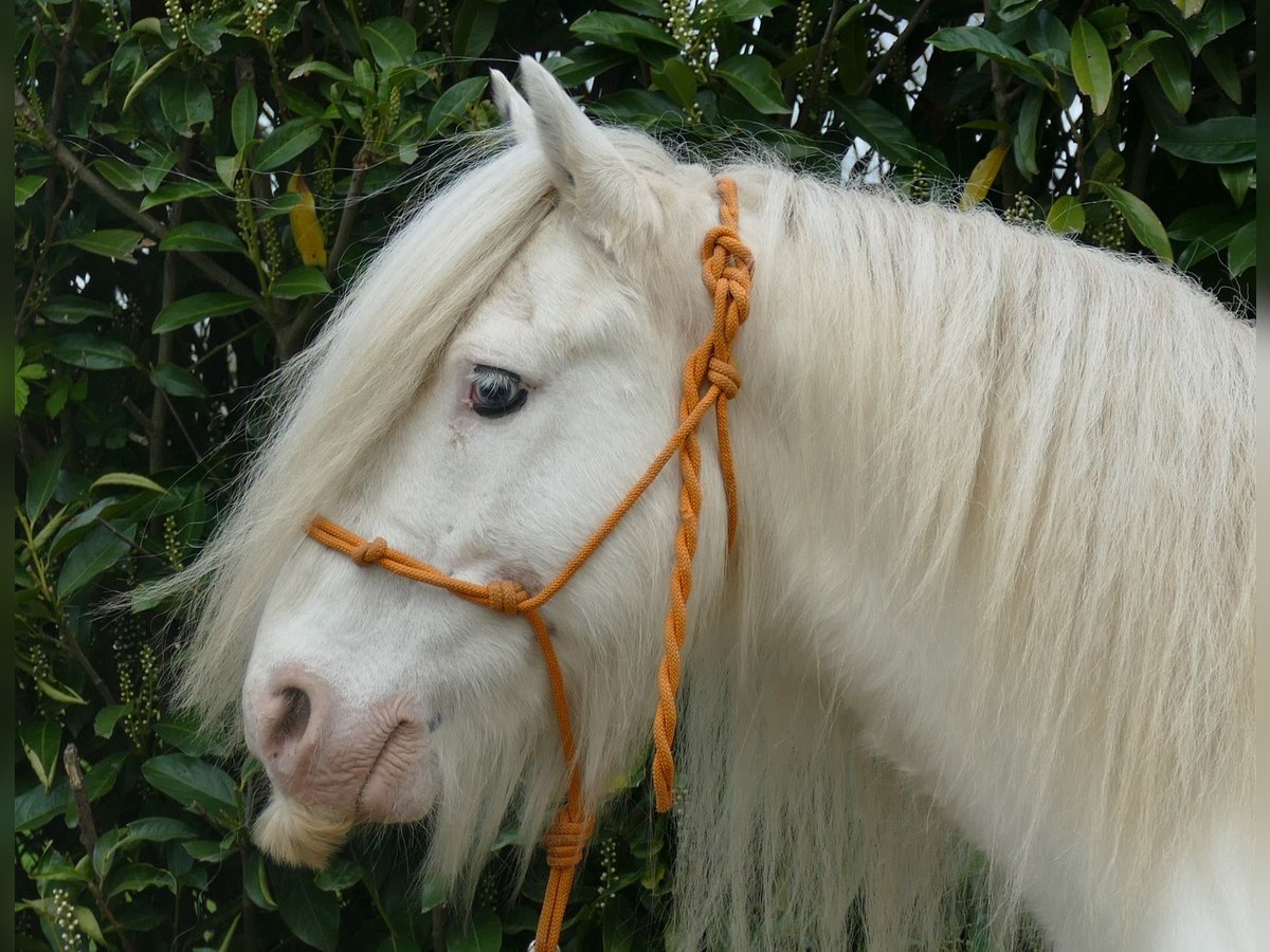 Cob Irlandese / Tinker / Gypsy Vanner Castrone 11 Anni 137 cm Pezzato in Lathen