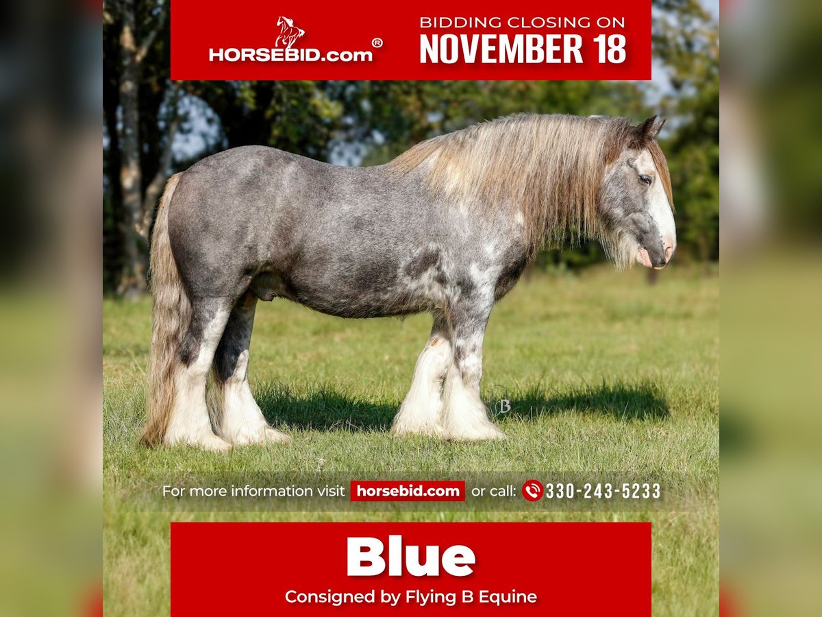 Cob Irlandese / Tinker / Gypsy Vanner Castrone 11 Anni 140 cm Sabino in Lufkin