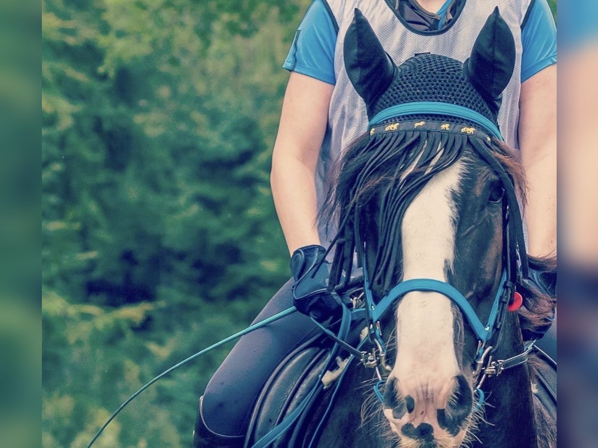 Cob Irlandese / Tinker / Gypsy Vanner Mix Castrone 11 Anni 144 cm in Melle / Dielingdorf