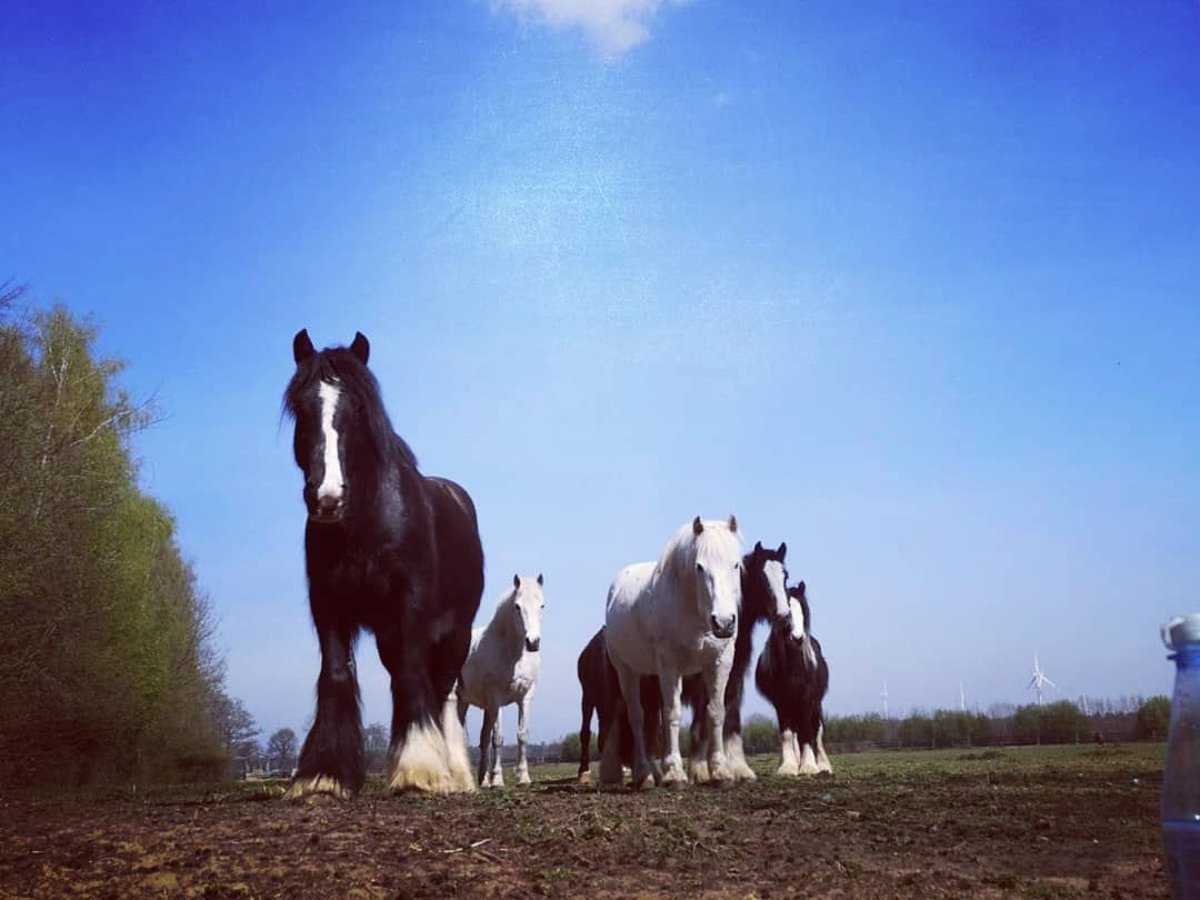 Cob Irlandese / Tinker / Gypsy Vanner Castrone 11 Anni 145 cm Morello in Metelen