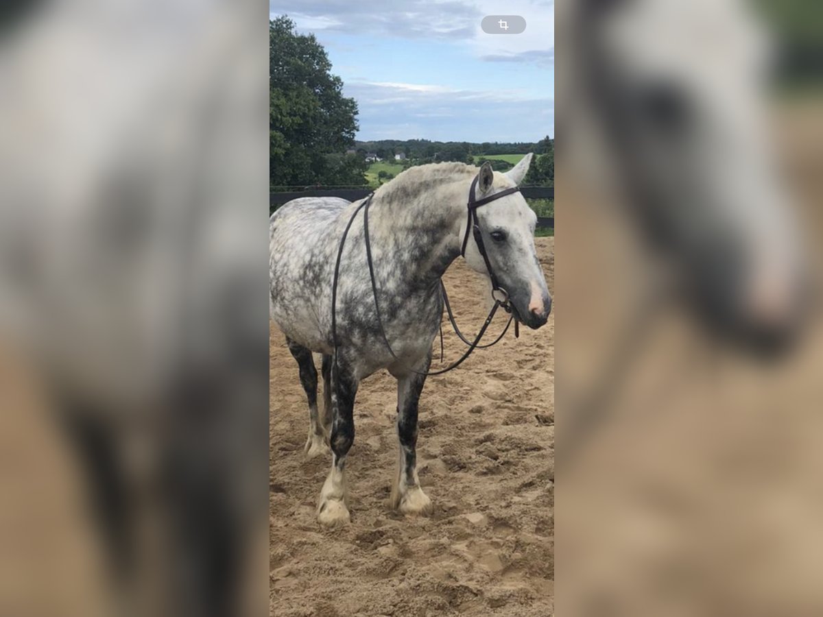 Cob Irlandese / Tinker / Gypsy Vanner Mix Castrone 11 Anni 150 cm Grigio pezzato in Eitorf