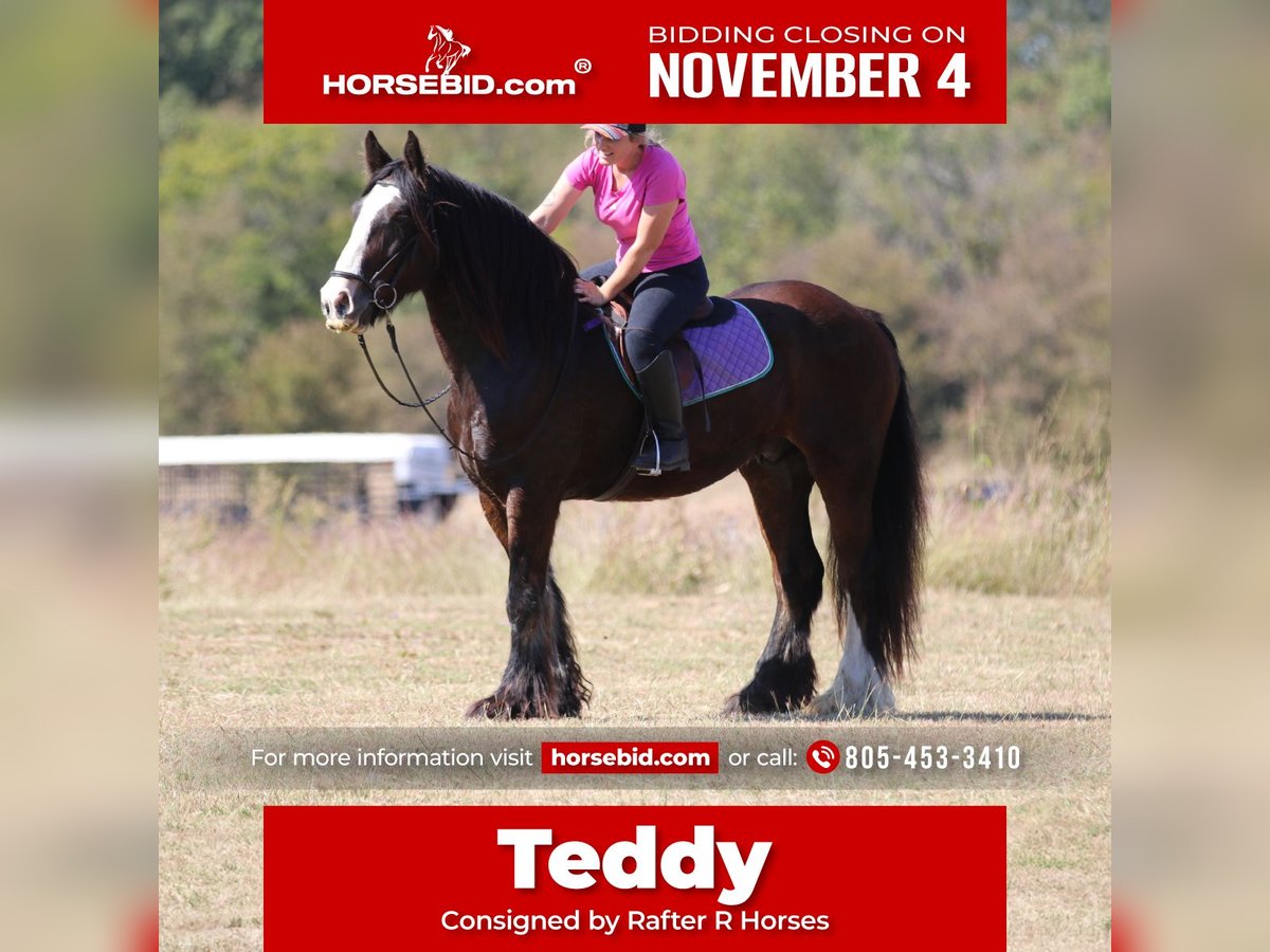 Cob Irlandese / Tinker / Gypsy Vanner Castrone 11 Anni 160 cm Baio ciliegia in Whitesboro, TX