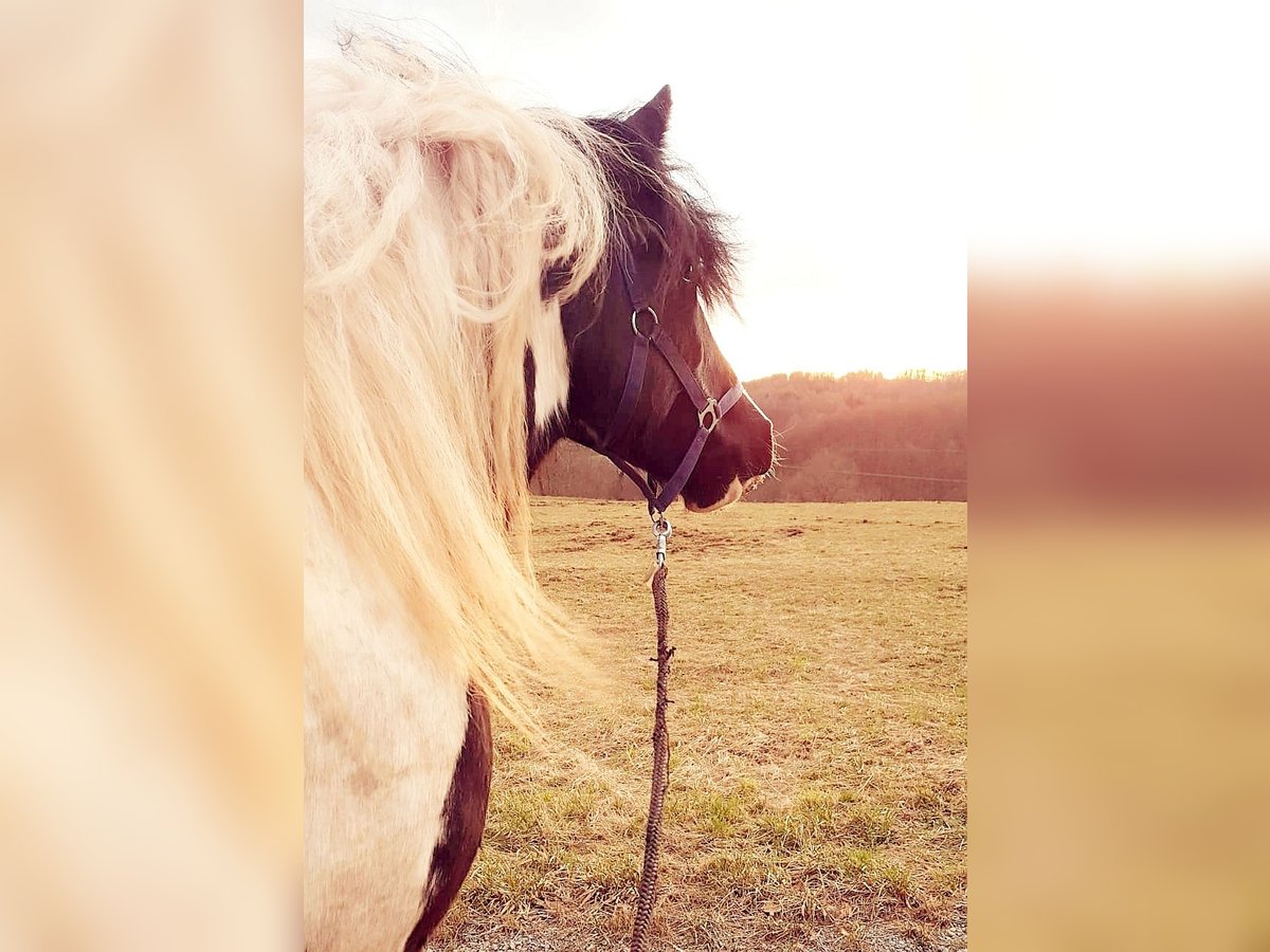 Cob Irlandese / Tinker / Gypsy Vanner Mix Castrone 11 Anni 165 cm Pezzato in Trusetal