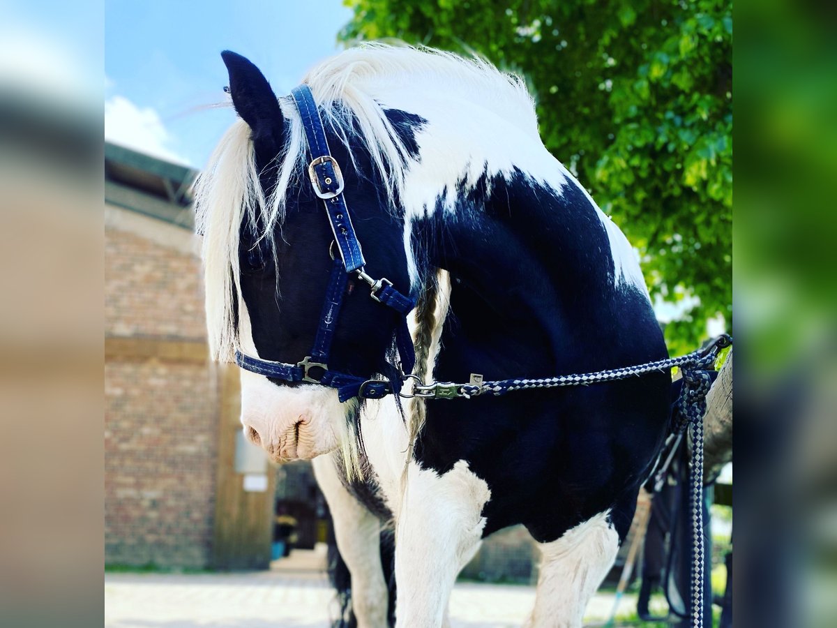 Cob Irlandese / Tinker / Gypsy Vanner Castrone 12 Anni 145 cm Pezzato in Duisburg