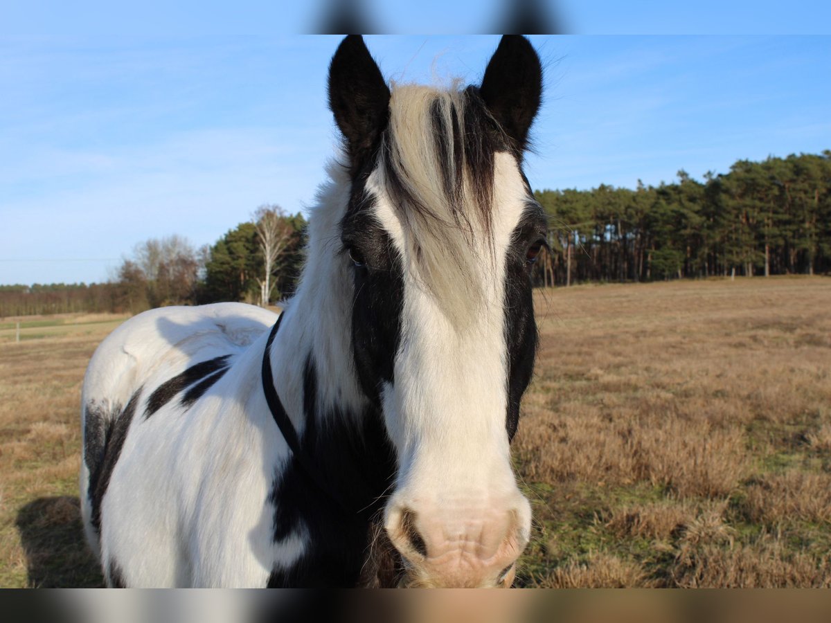 Cob Irlandese / Tinker / Gypsy Vanner Castrone 12 Anni 146 cm Pezzato in Milow