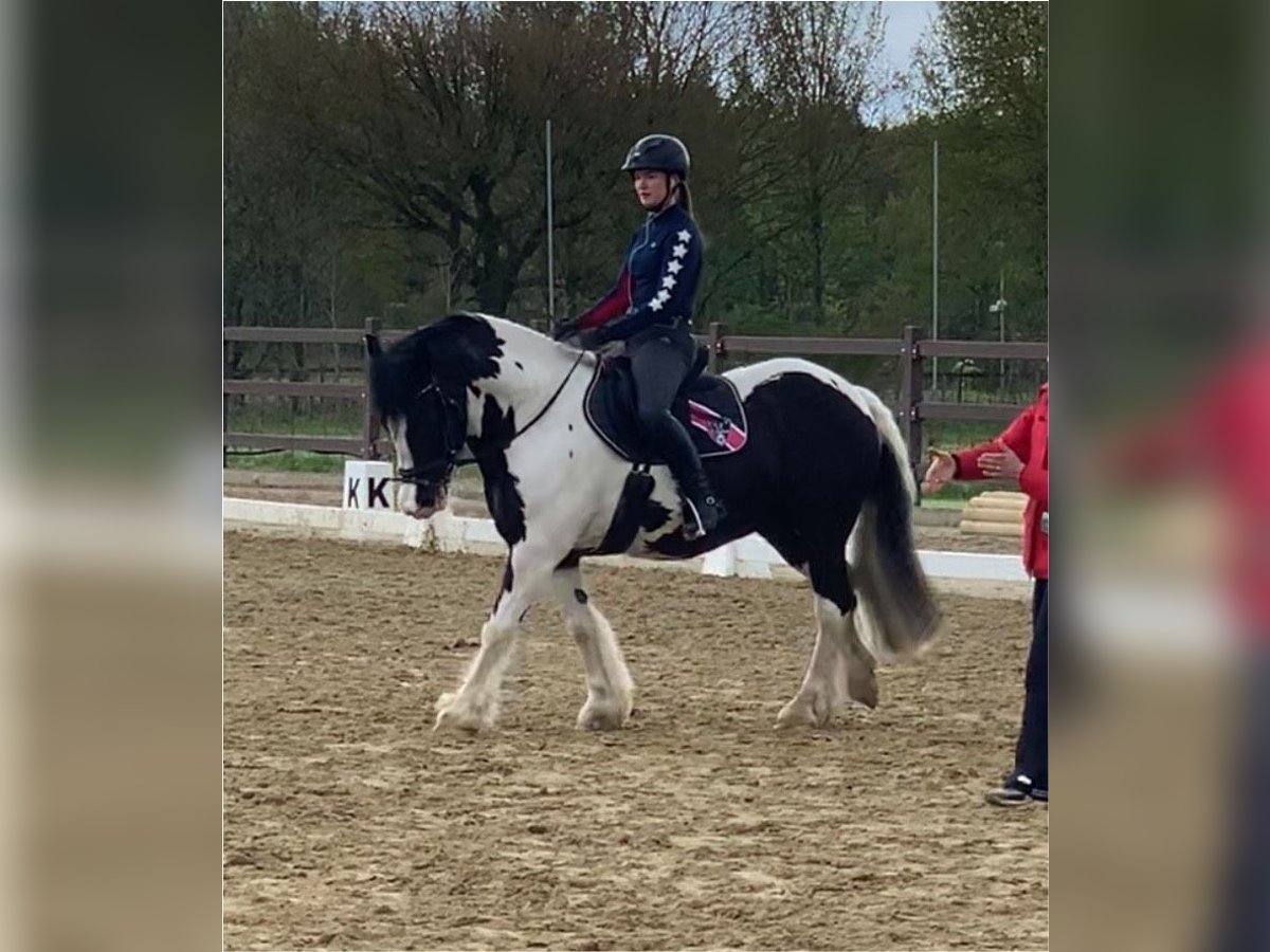 Cob Irlandese / Tinker / Gypsy Vanner Castrone 12 Anni 148 cm Pezzato in Westerstede