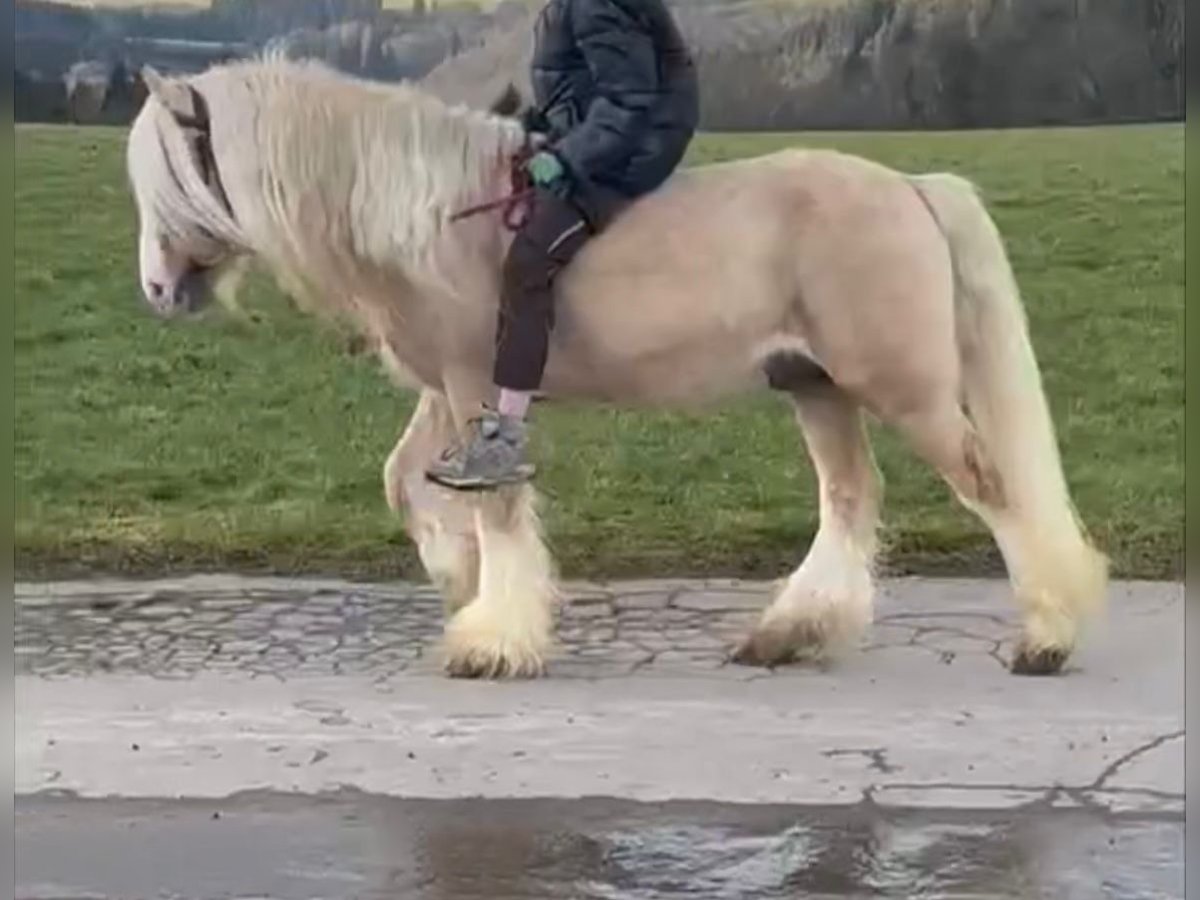 Cob Irlandese / Tinker / Gypsy Vanner Castrone 13 Anni 138 cm Cremello in Linnich