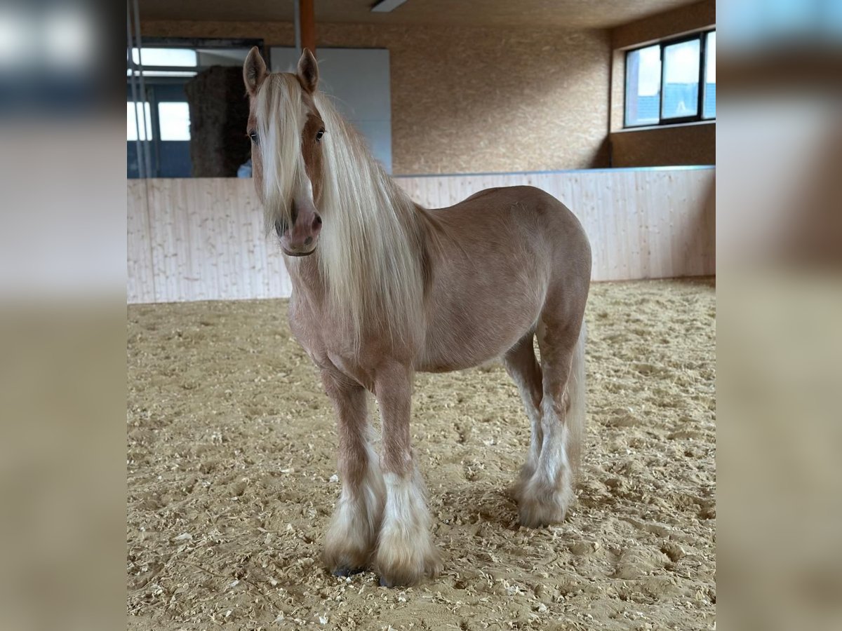 Cob Irlandese / Tinker / Gypsy Vanner Castrone 13 Anni 139 cm Palomino in Hillesheim