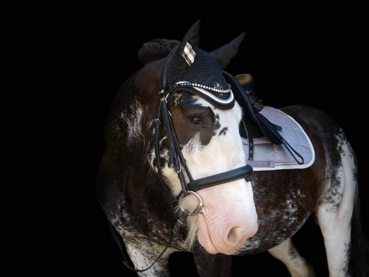 Cob Irlandese / Tinker / Gypsy Vanner Castrone 13 Anni 146 cm Sabino in Küps