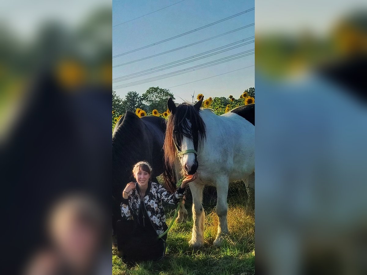 Cob Irlandese / Tinker / Gypsy Vanner Castrone 13 Anni 151 cm Pezzato in Ennigerloh