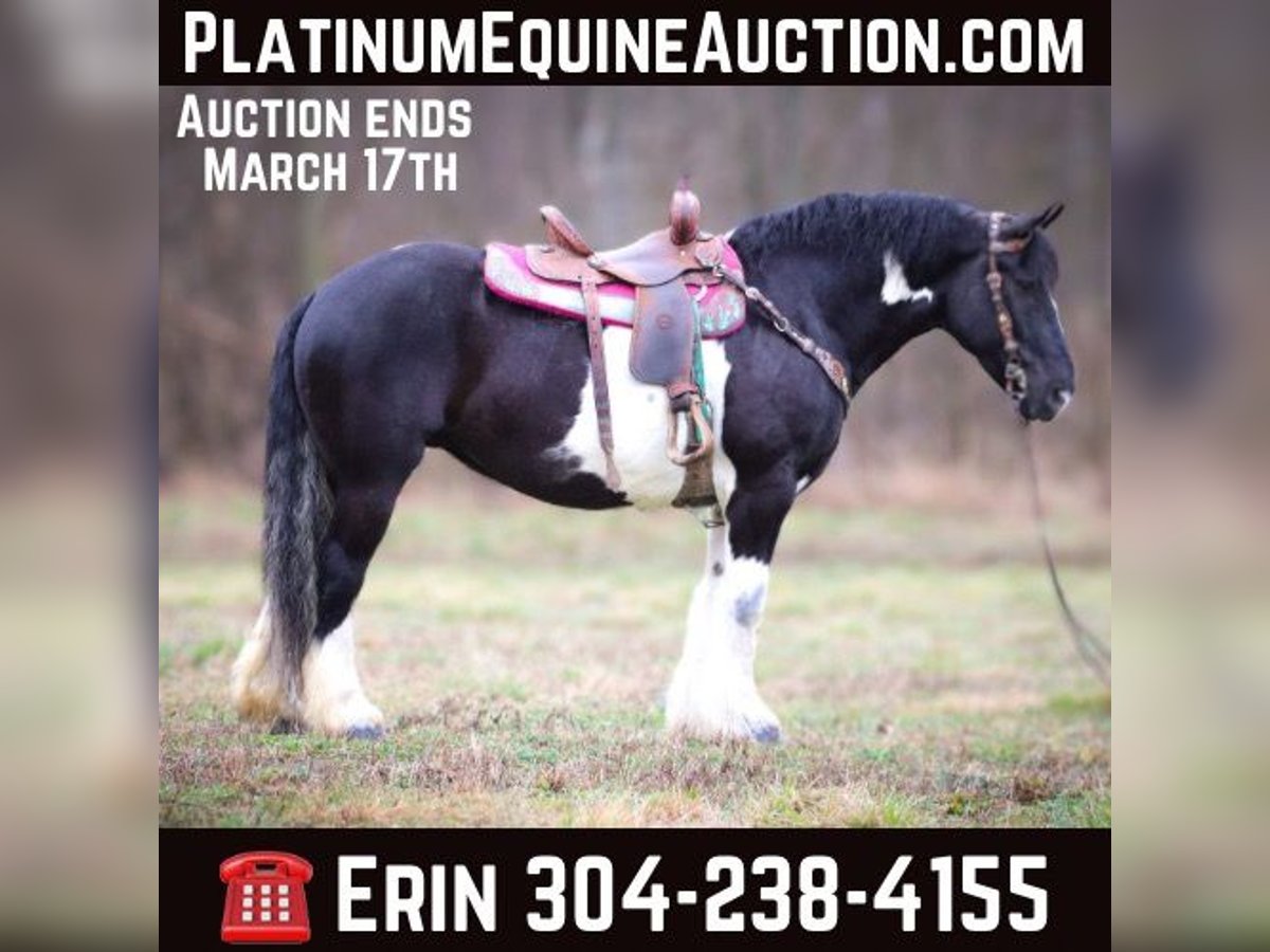 Cob Irlandese / Tinker / Gypsy Vanner Castrone 13 Anni 160 cm Tobiano-tutti i colori in Flemingsburg Ky