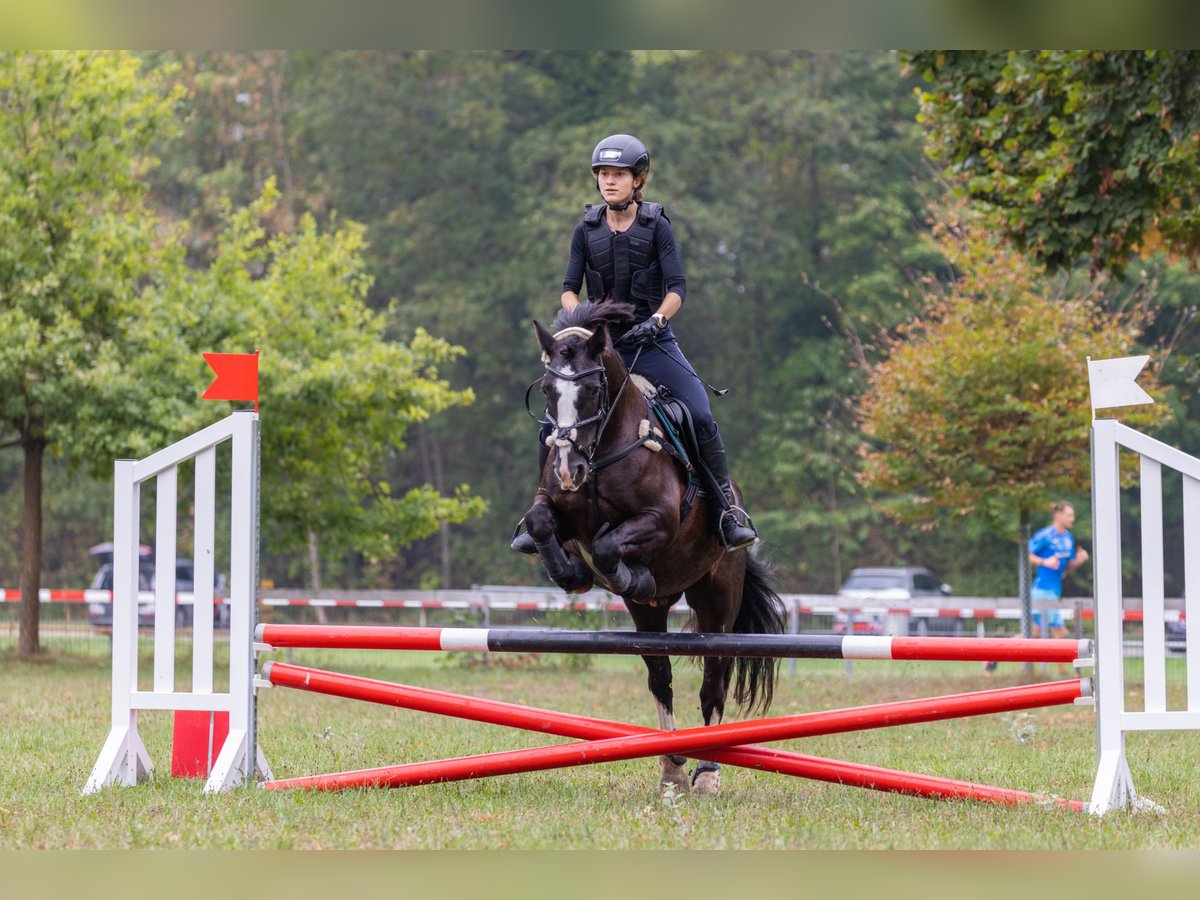 Cob Irlandese / Tinker / Gypsy Vanner Castrone 14 Anni 147 cm Morello in Endingen