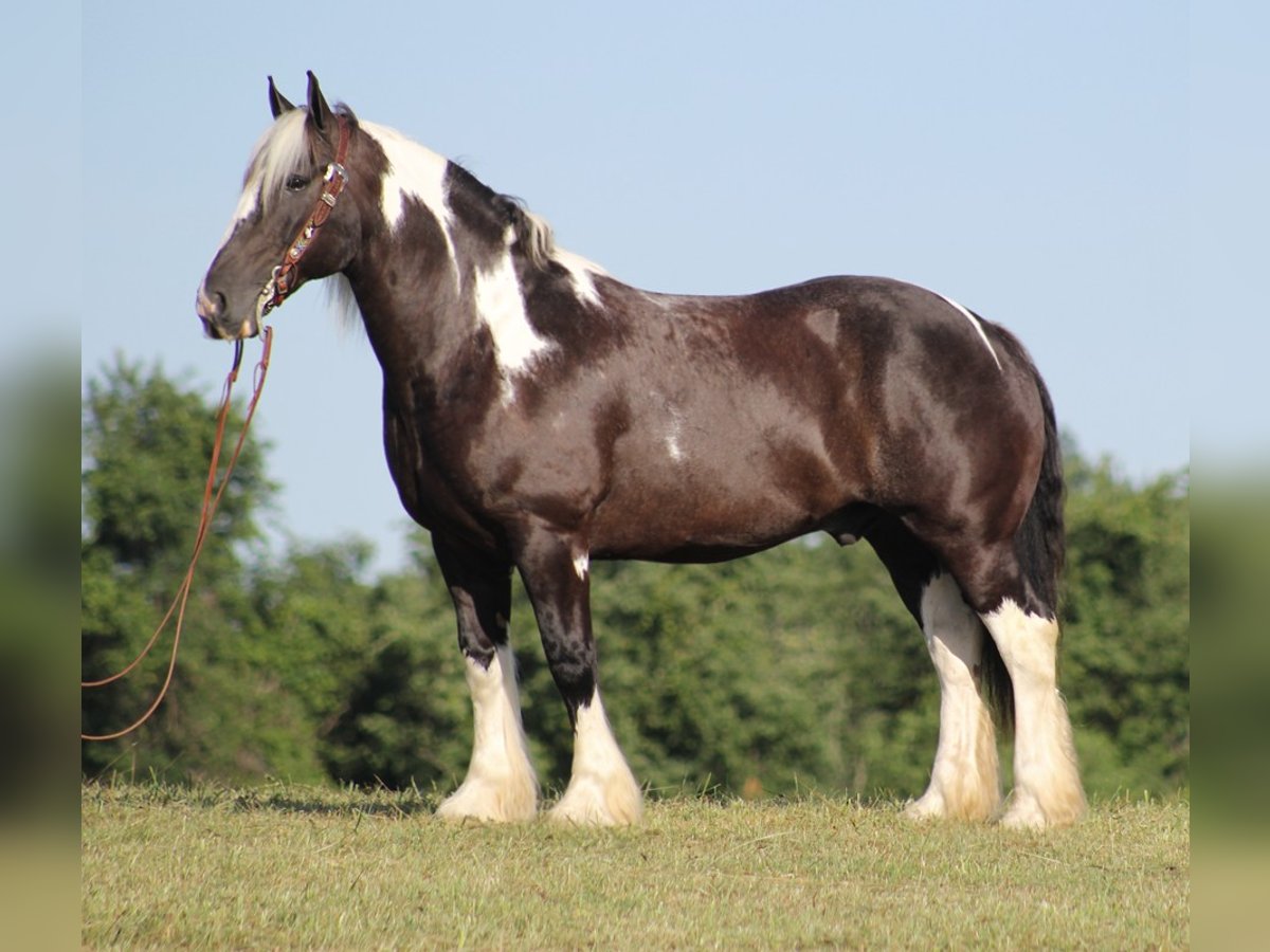 Cob Irlandese / Tinker / Gypsy Vanner Castrone 14 Anni 152 cm Tobiano-tutti i colori in Mt vernon