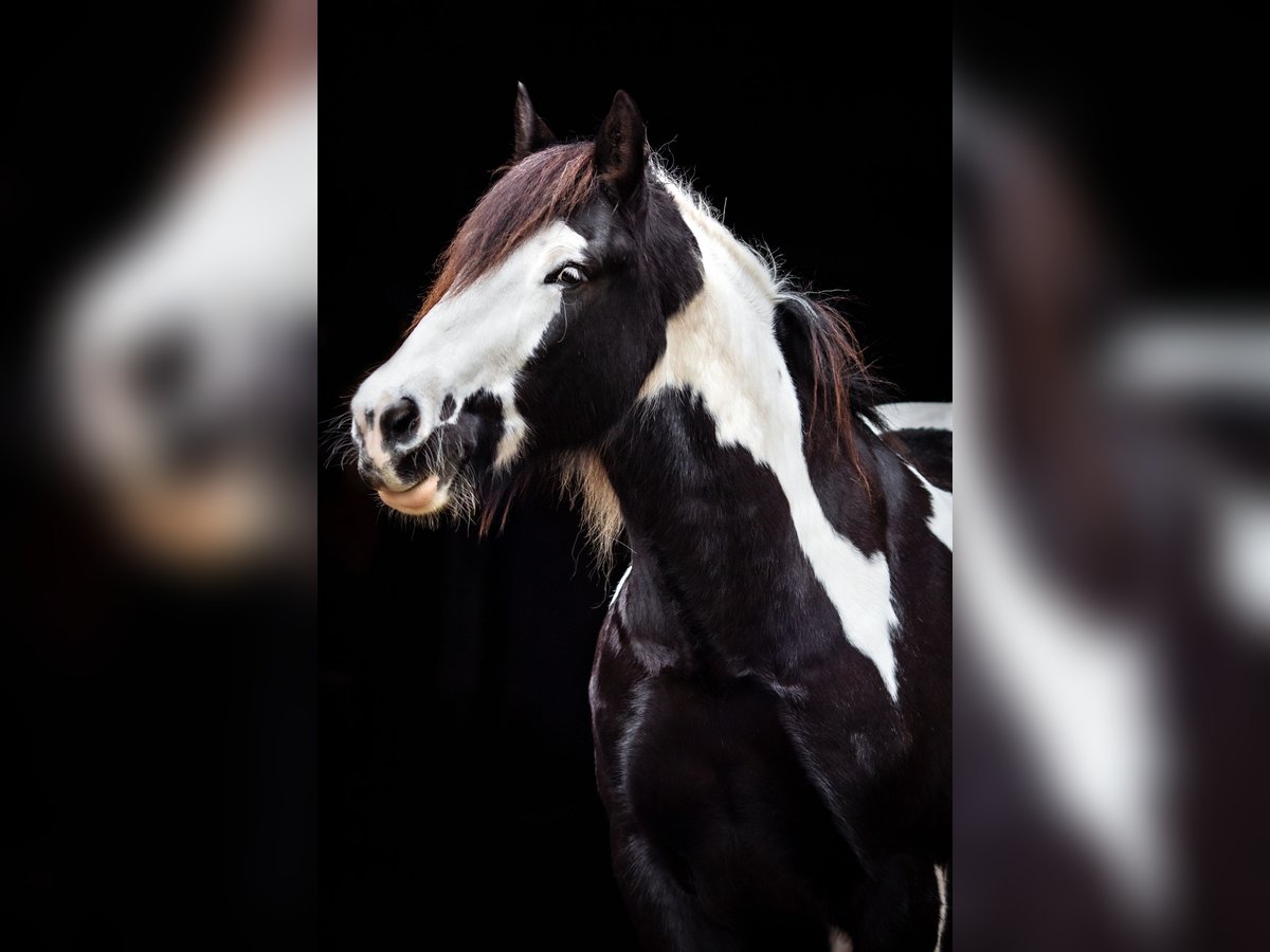 Cob Irlandese / Tinker / Gypsy Vanner Castrone 14 Anni 160 cm Tobiano-tutti i colori in Messingen