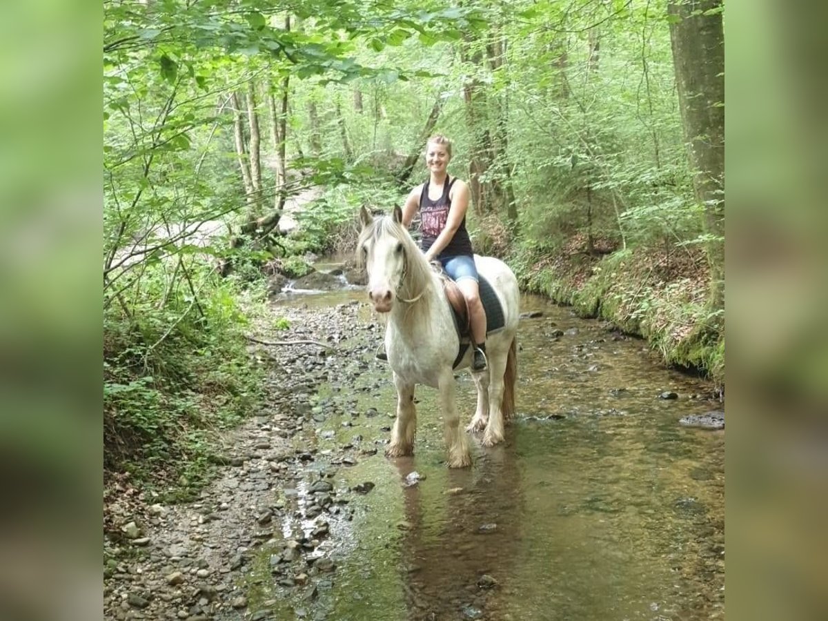 Cob Irlandese / Tinker / Gypsy Vanner Castrone 15 Anni 140 cm Grigio pezzato in Amerang