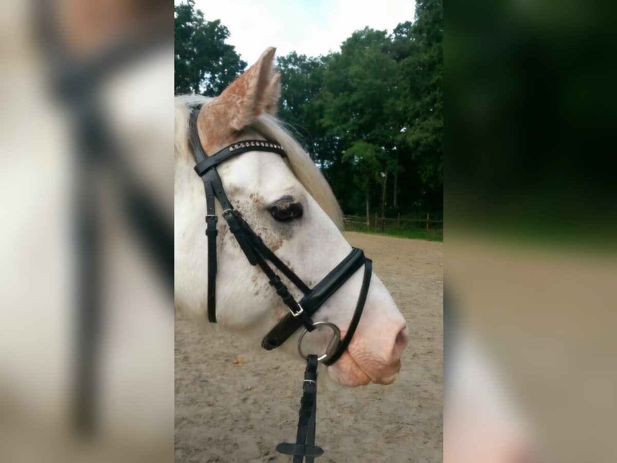 Cob Irlandese / Tinker / Gypsy Vanner Castrone 15 Anni 143 cm Baio roano in Stuhr