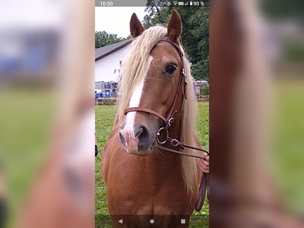 Cob Irlandese / Tinker / Gypsy Vanner Mix Castrone 15 Anni 145 cm Baio chiaro in Kleines Wiesental