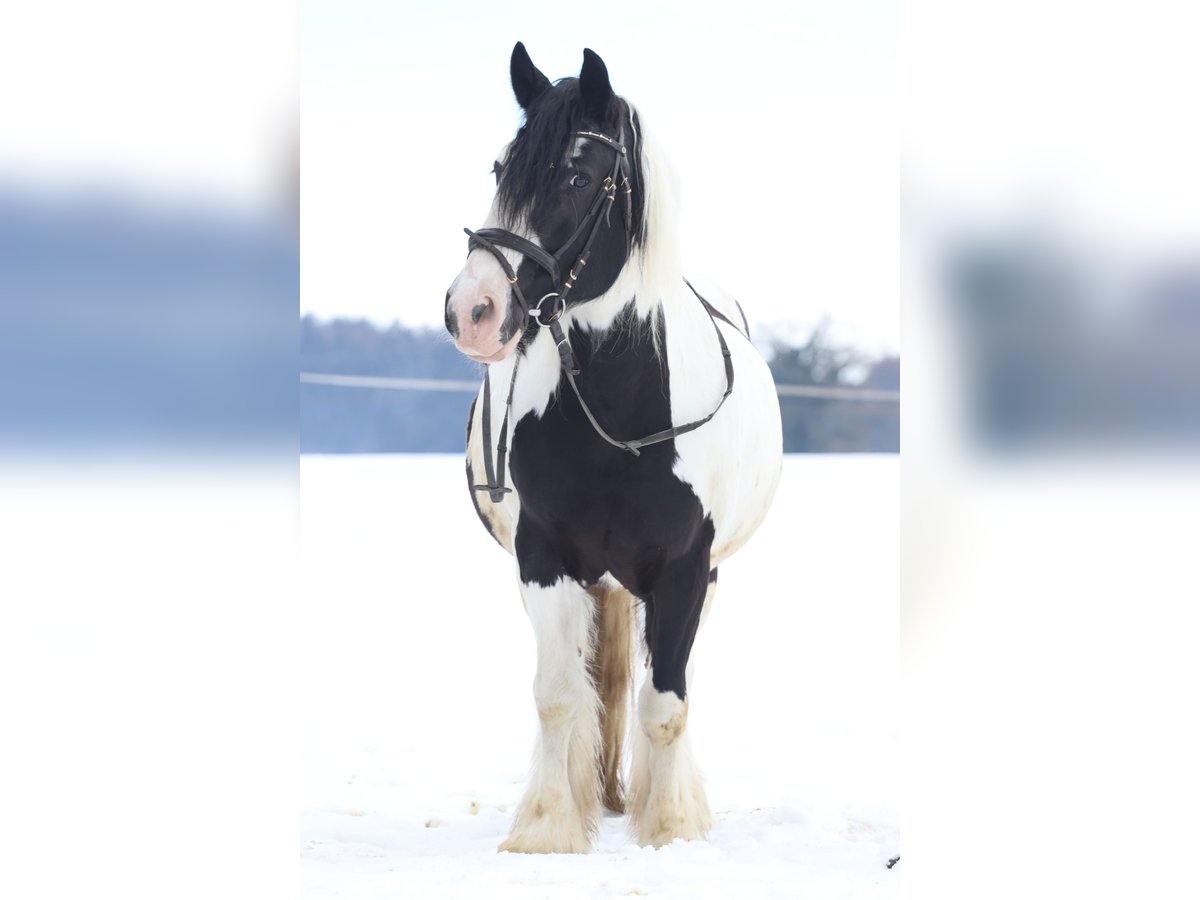 Cob Irlandese / Tinker / Gypsy Vanner Mix Castrone 15 Anni 148 cm Pezzato in Waakirchenr