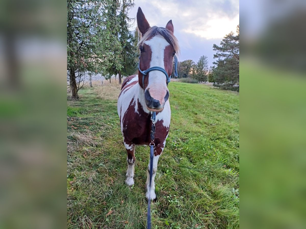 Cob Irlandese / Tinker / Gypsy Vanner Mix Castrone 15 Anni 160 cm Pezzato in Winsen (Aller)