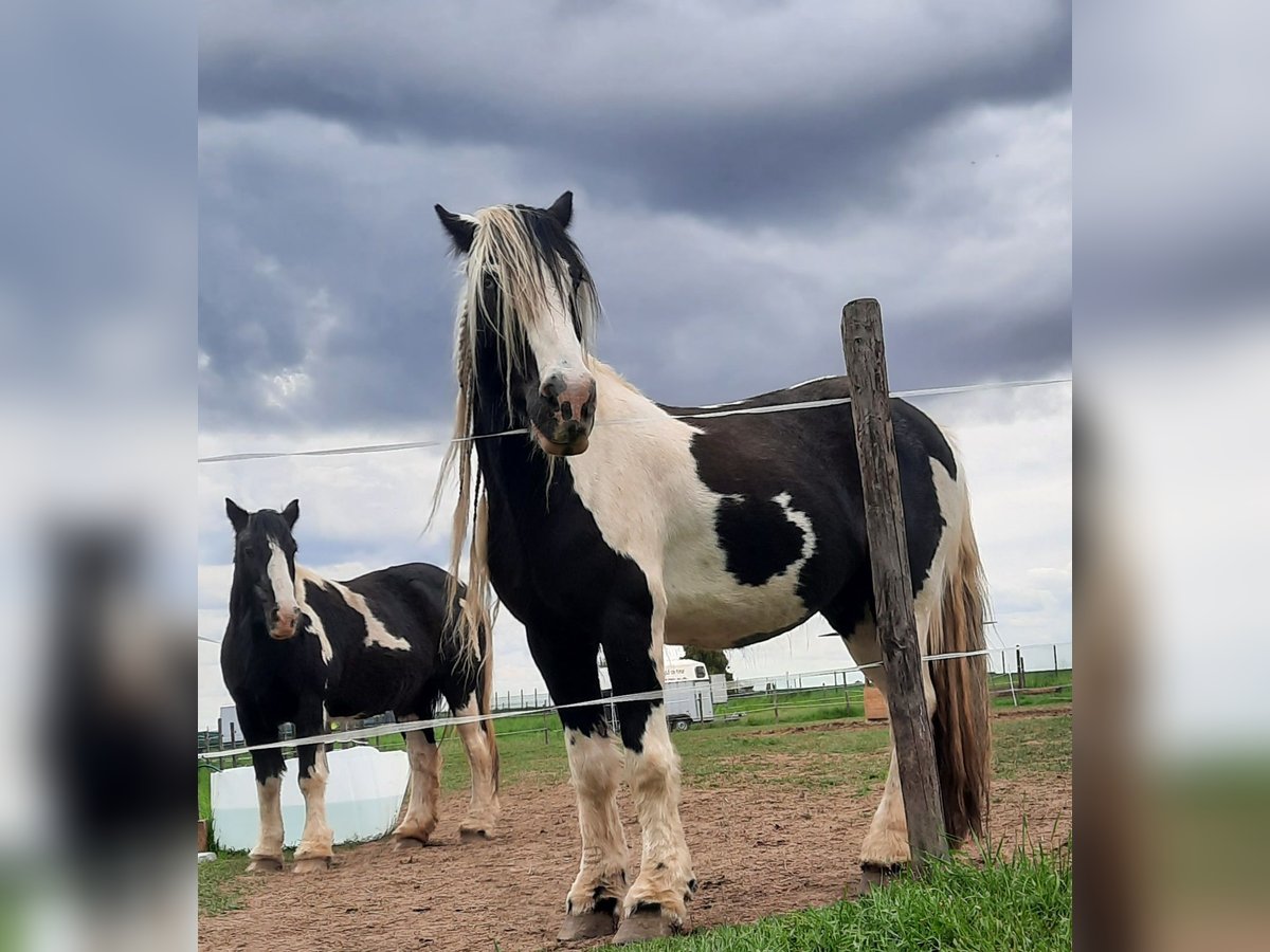 Cob Irlandese / Tinker / Gypsy Vanner Castrone 16 Anni 152 cm Pezzato in Bergheim