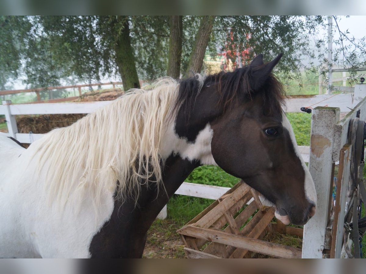 Cob Irlandese / Tinker / Gypsy Vanner Mix Castrone 16 Anni 160 cm Leopard in An der Schmücke