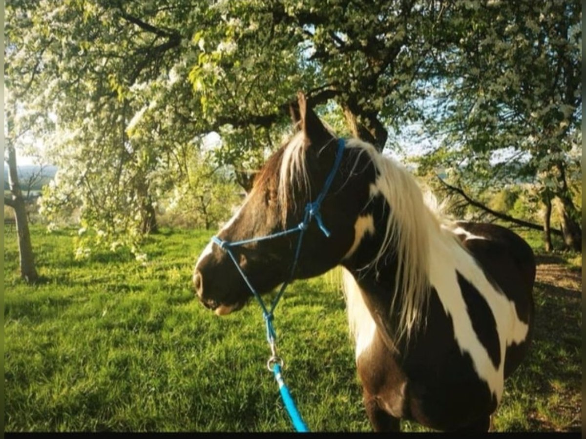 Cob Irlandese / Tinker / Gypsy Vanner Castrone 17 Anni 158 cm in Murrhardt