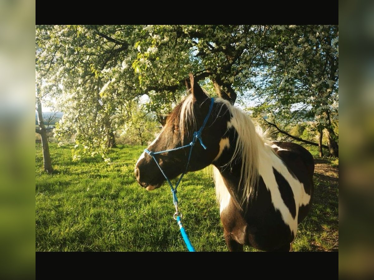 Cob Irlandese / Tinker / Gypsy Vanner Mix Castrone 17 Anni 158 cm Pezzato in Großerlach